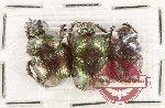 Scientific lot no. 962 Coprophaga (Onitis spp.) (3 pcs)