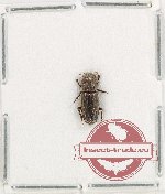 Rhyparus nepalensis