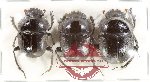 Scientific lot no. 960 Coprophaga (Scarabaeus spp.) (3 pcs A2)