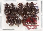 Hybosorinae Scientific lot no. 117 (10 pcs A-, A2)