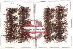 Hybosorinae Scientific lot no. 123 (20 pcs)