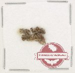 Bruchidae Scientific lot no. 46 (12 pcs)