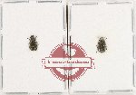 Dasytidae Scientific lot no. 8 (2 pcs)