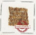 Heteroceridae Scientific lot no. 26 (66 pcs)