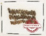 Heteroceridae Scientific lot no. 24 (40 pcs)