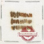 Heteroceridae Scientific lot no. 25 (31 pcs)