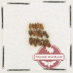 Heteroceridae Scientific lot no. 22 (15 pcs)