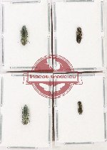 Scientific lot no. 132 Buprestidae (4 pcs - 2 pcs A2)