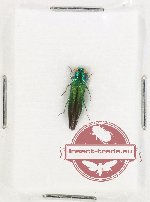Agrilus sp. 83