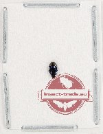 Coraebini sp. 11