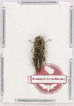 Agrilus sp. 82 (A2)