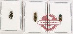 Scientific lot no. 134 Buprestidae (3 pcs)