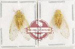 Scientific lot no. 32 Cicadidae (2 pcs)