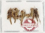 Scientific lot no. 71 Orthoptera (5 pcs)