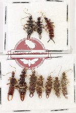 Scientific lot no. 155 Dermaptera (10 pcs)