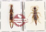 Scientific lot no. 136 Dermaptera (2 pcs - 1 pc A2)