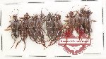 Scientific lot no. 159 Dermaptera (9 pcs)