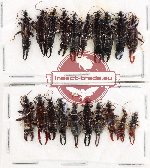 Scientific lot no. 144 Dermaptera (20 pcs)