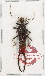 Scientific lot no. 135 Dermaptera (1 pc)
