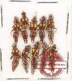 Scientific lot no. 151 Dermaptera (10 pcs)