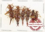 Scientific lot no. 146 Dermaptera (6 pcs)