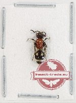Mutilidae sp. 31