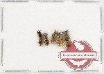 Scientific lot no. 576 Hymenoptera (5 pcs)