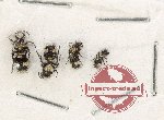 Scientific lot no. 17 Mutilidae (4 pcs)