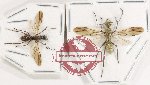 Scientific lot no. 45 Formicidae (2 pcs)