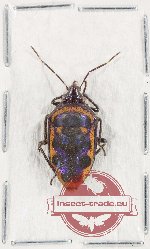 Scutellarinae sp. 78