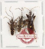Scientific lot no. 1431 Heteroptera (3 pcs)