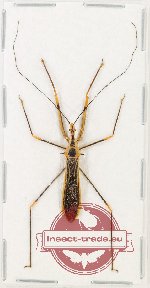 Scientific lot no. 1428 Heteroptera (1 pc)