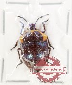Scutellarinae sp. 76