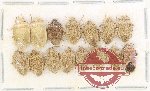 Scientific lot no. 1432 Heteroptera (15 pcs A-, A2)
