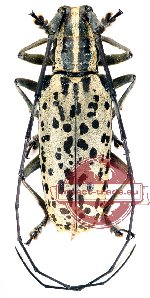 Epepeotes uncinatus ssp. salvazai