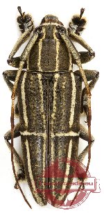 Grammoechus polygrammus (A2)