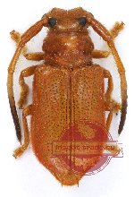 Tropimetopa simulator (10 pcs) Tropimetopa simulator (10 pcs)