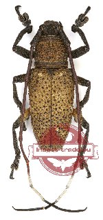 Hathliolophia alboplagiata Breuning, 1959 (A2)