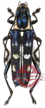 Macroglenea juno (5 pcs) Macroglenea juno (5 pcs)