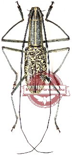 Macrochenus melanospilus (A2)