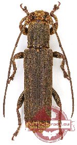 Atimura bacillina (5 pcs A-) Atimura bacillina (5 pcs A-)