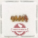 Scientific lot no. 631 Chrysomelidae (6 pcs)