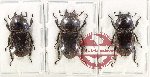 Scientific lot no. 31 Lucanidae (3 pcs)