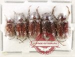 Scientific lot no. 253 Melolonthinae (5 pcs)