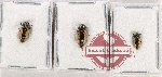 Scientific lot no. 130 Buprestidae (3 pcs)
