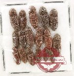 Scientific lot no. 255 Elateridae (17 pcs)