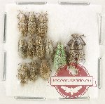 Scientific lot no. 1007 Curculionidae (12 pcs)