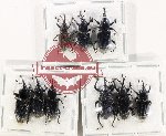 Scientific lot no. 1014 Curculionidae (9 pcs A-, A2)