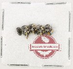 Scientific lot no. 1009 Curculionidae (5 pcs)