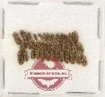 Heteroceridae Scientific lot no. 23 (39 pcs)